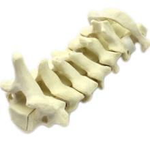 Buy one 12312 Cervical Vertebra, Simulated Drillable C1-C7 Cervical Vertebra Bone